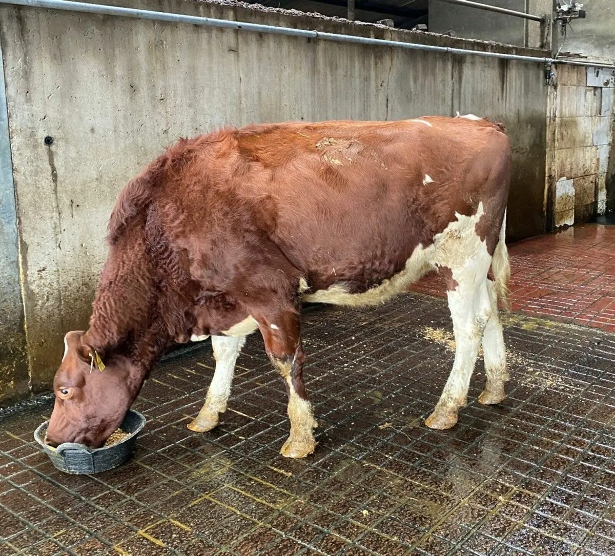 Holstein- Clondrohid Online Heifer sale - Image 2