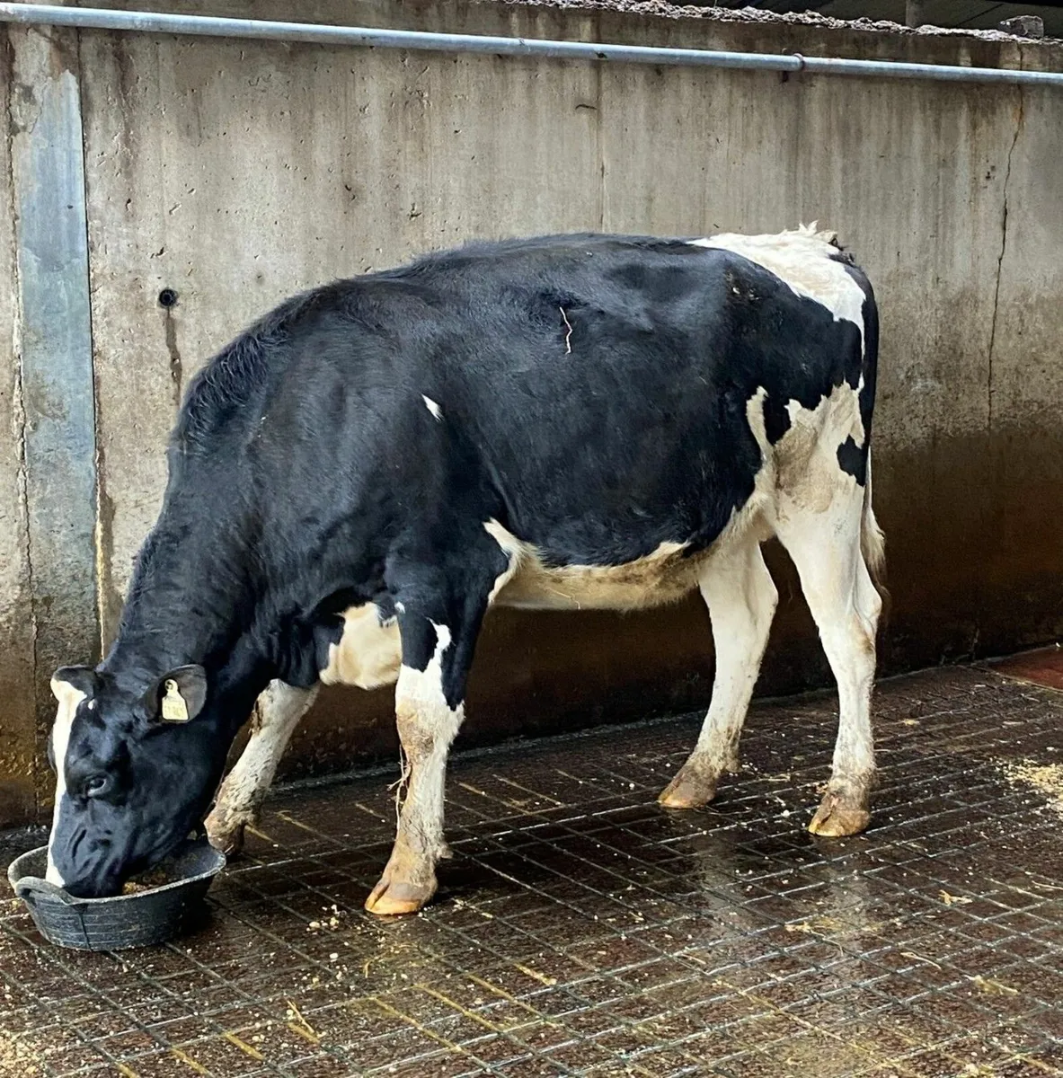 Holstein- Clondrohid Online Heifer sale - Image 3