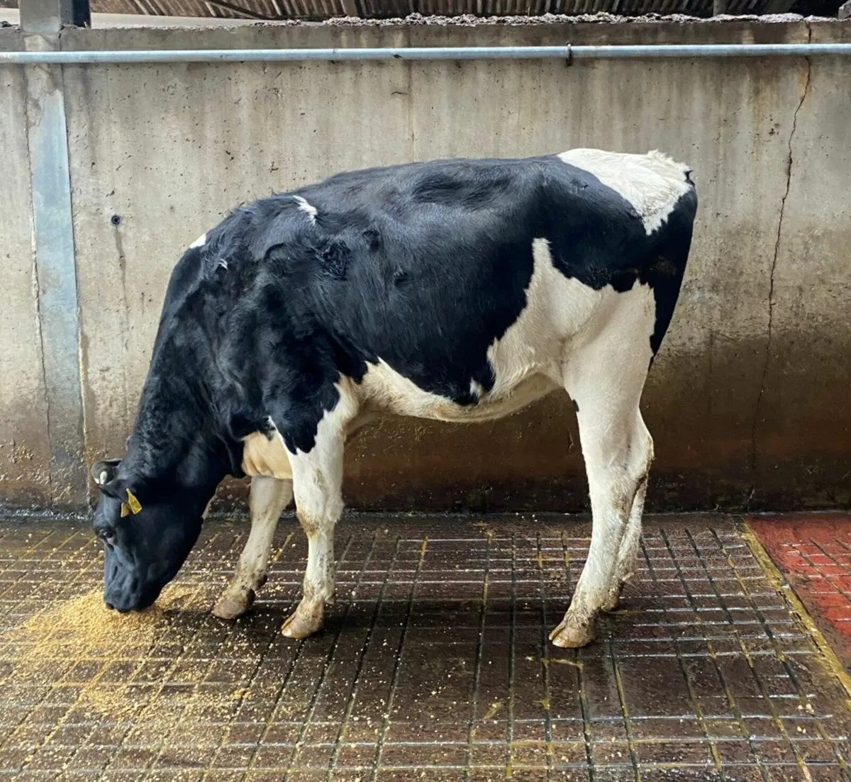 Holstein- Clondrohid Online Heifer sale - Image 1