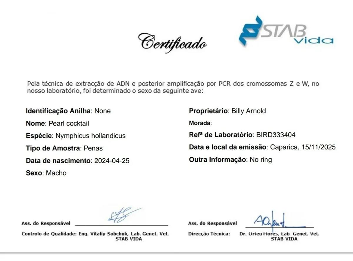 Pearl pied cockatiel - Image 3