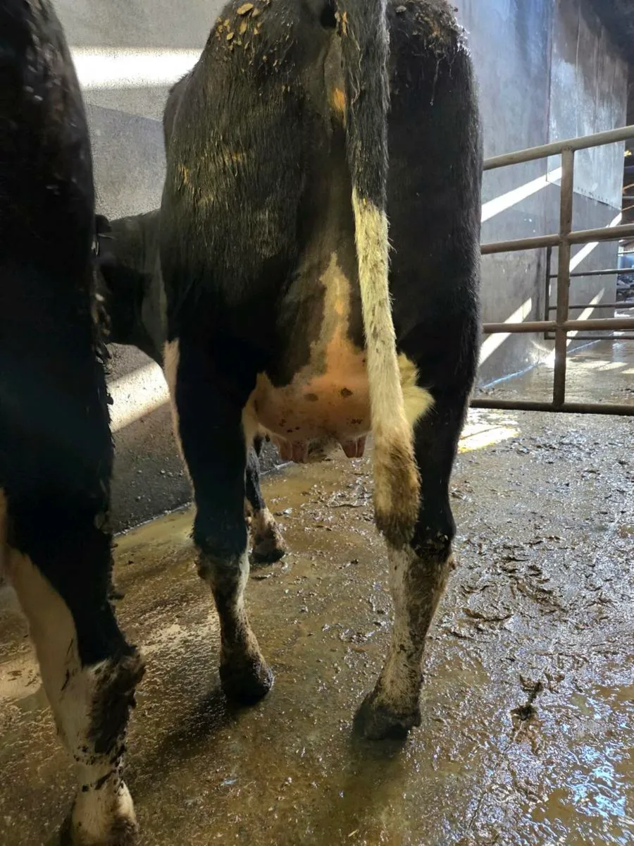 Calved Heifers - Image 1