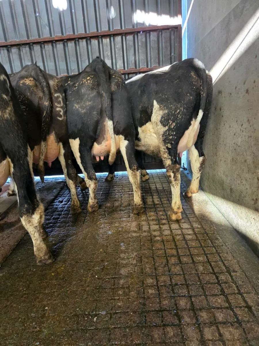 Calved Heifers - Image 2