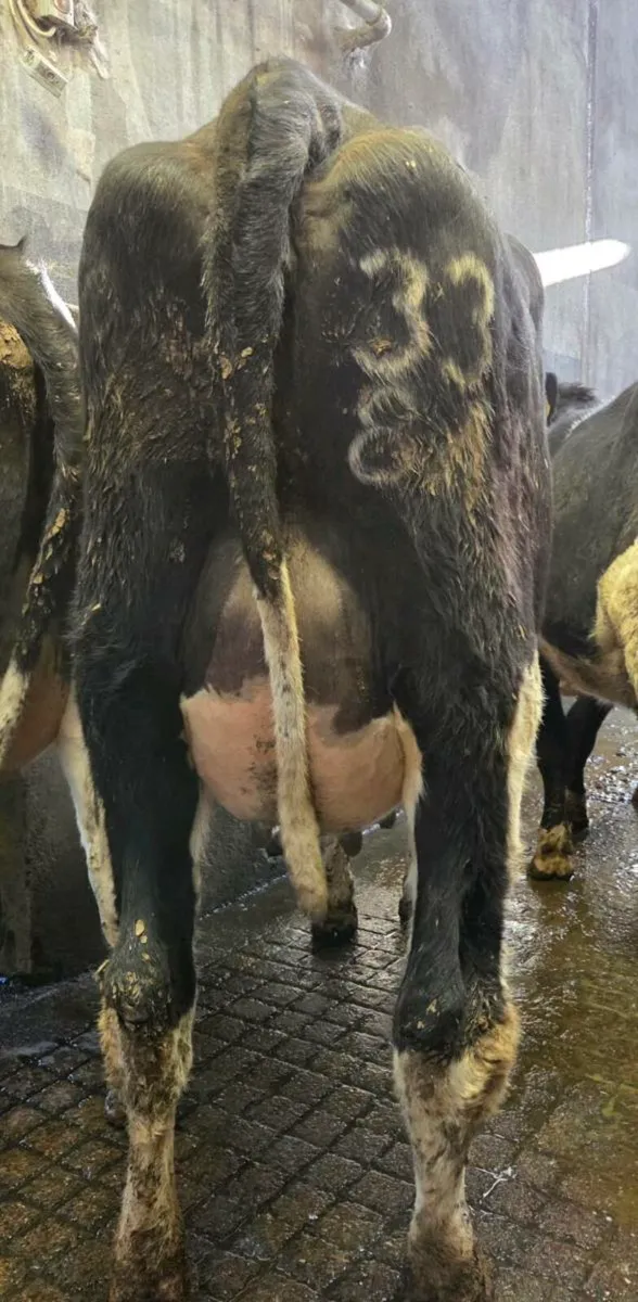 Calved Heifers - Image 3