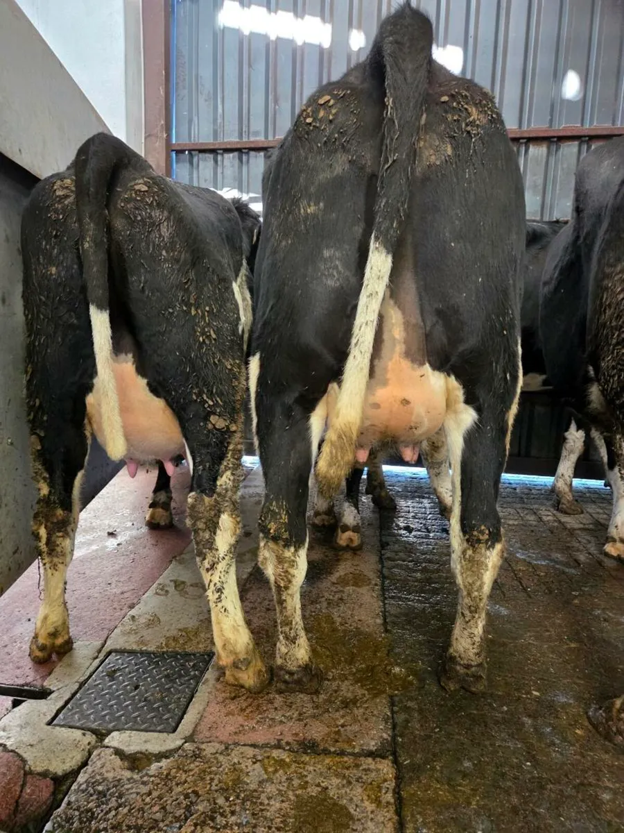 Calved Heifers - Image 4