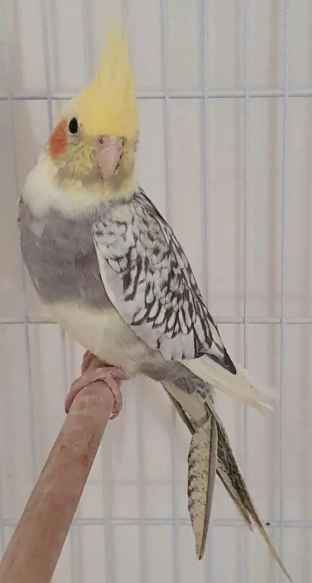 Pearl pied cockatiel - Image 1