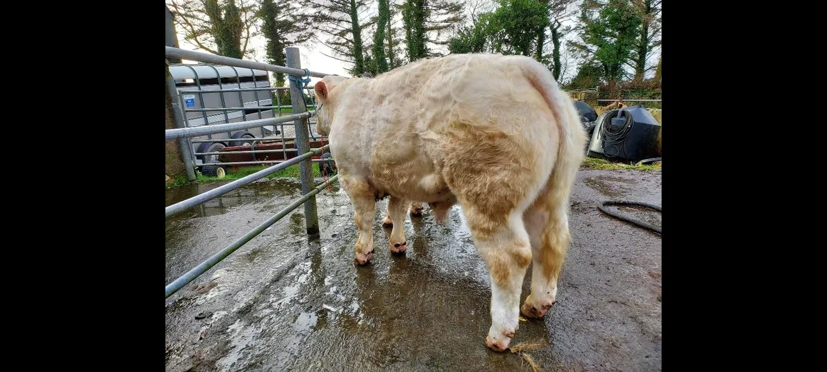 Charolais Bulls - Image 1