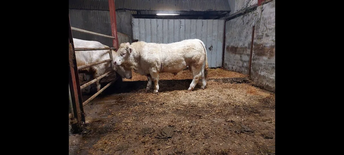 Charolais Bulls - Image 2