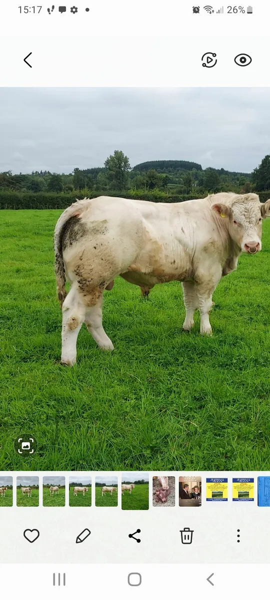 Charolais Bulls - Image 3
