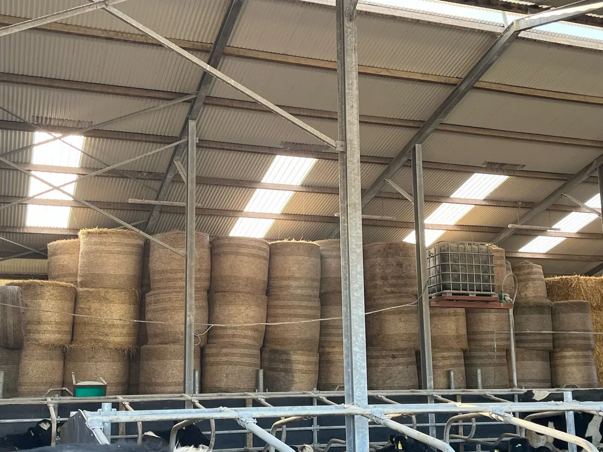 Round bales of hay - Image 1