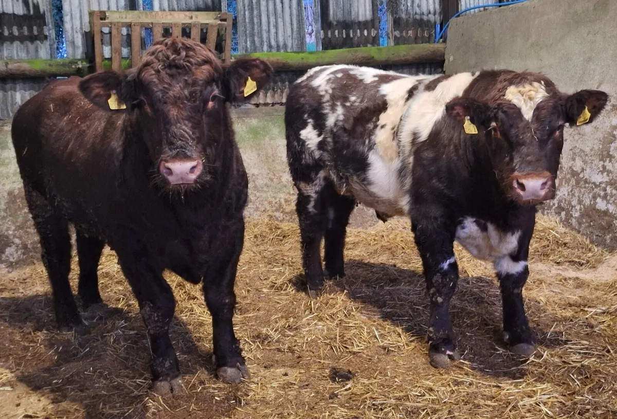 Pedigree  Beef Shorthorn Bulls - Image 1