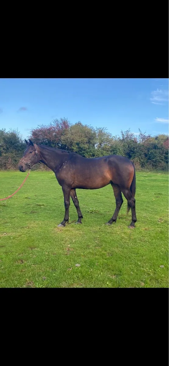 Irish sport horse filly - Image 1