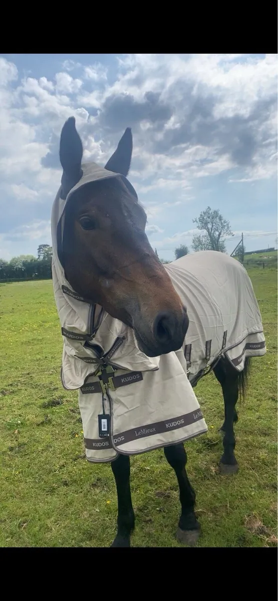 Irish sport horse filly - Image 3