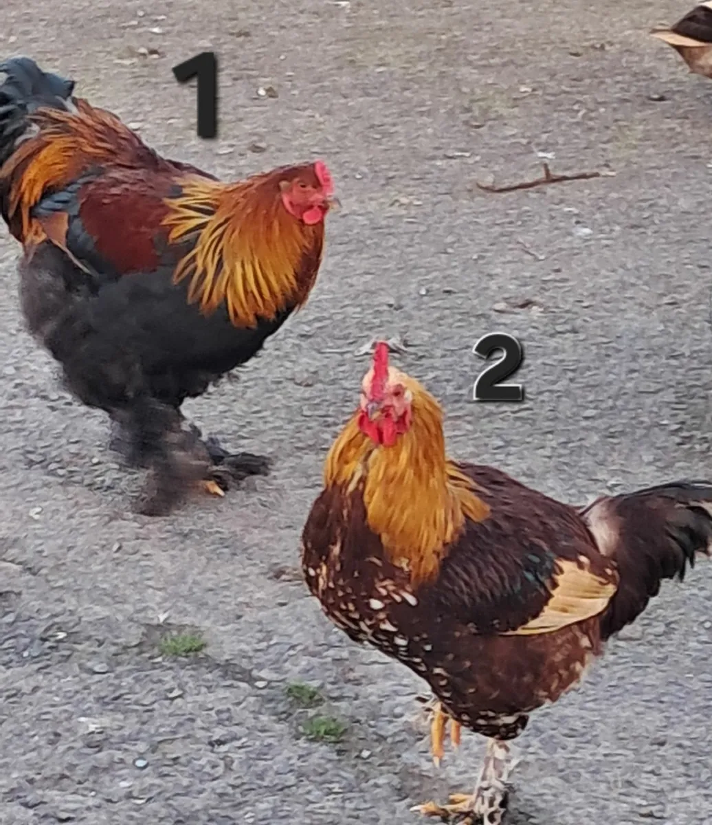 Bantam cross Roosters - Image 1