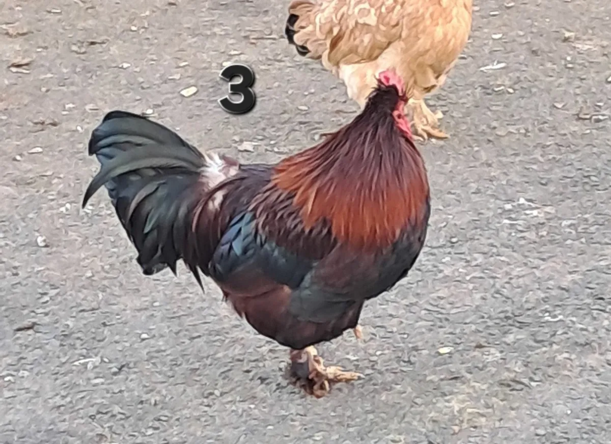 Bantam cross Roosters - Image 2