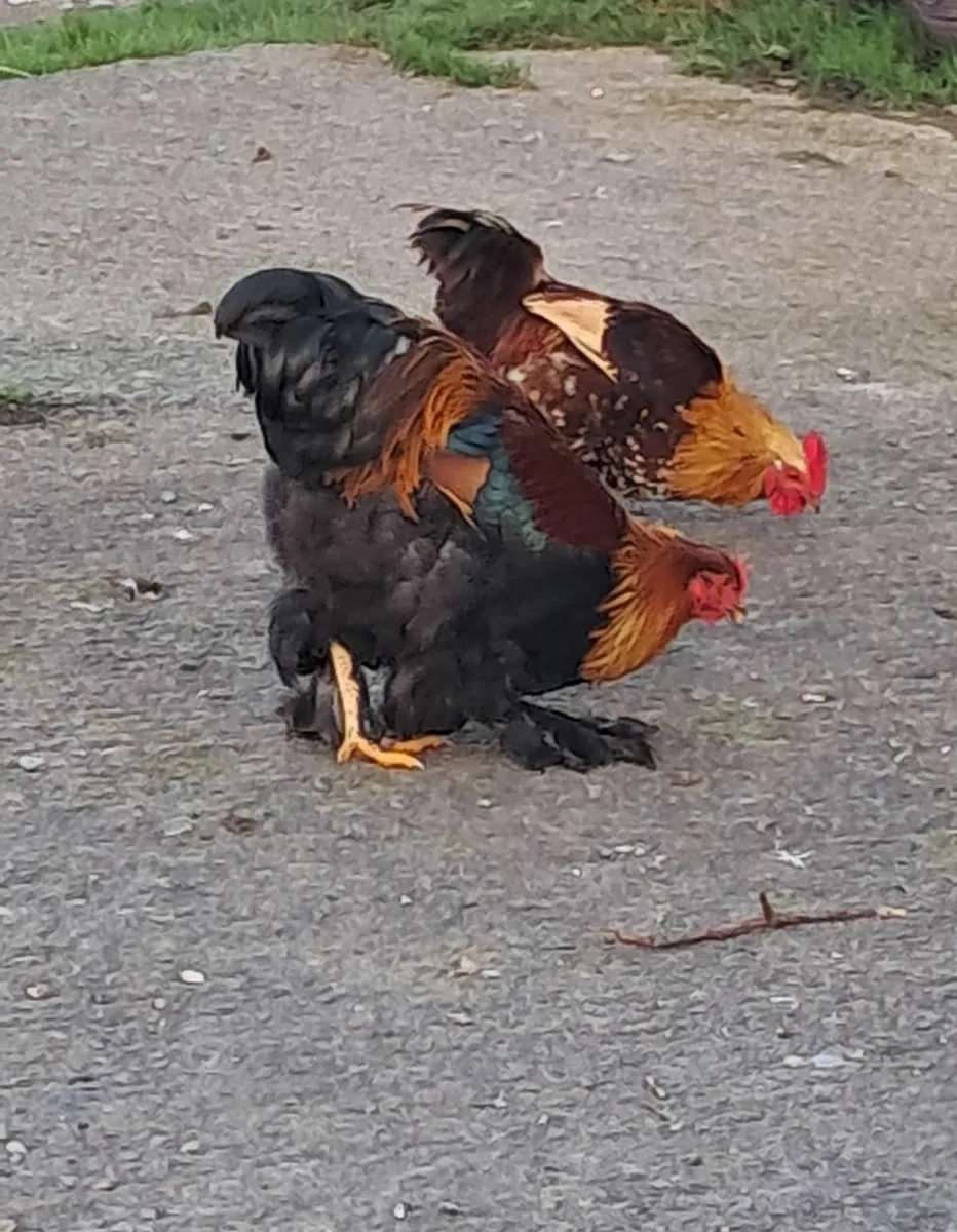 Bantam cross Roosters - Image 3