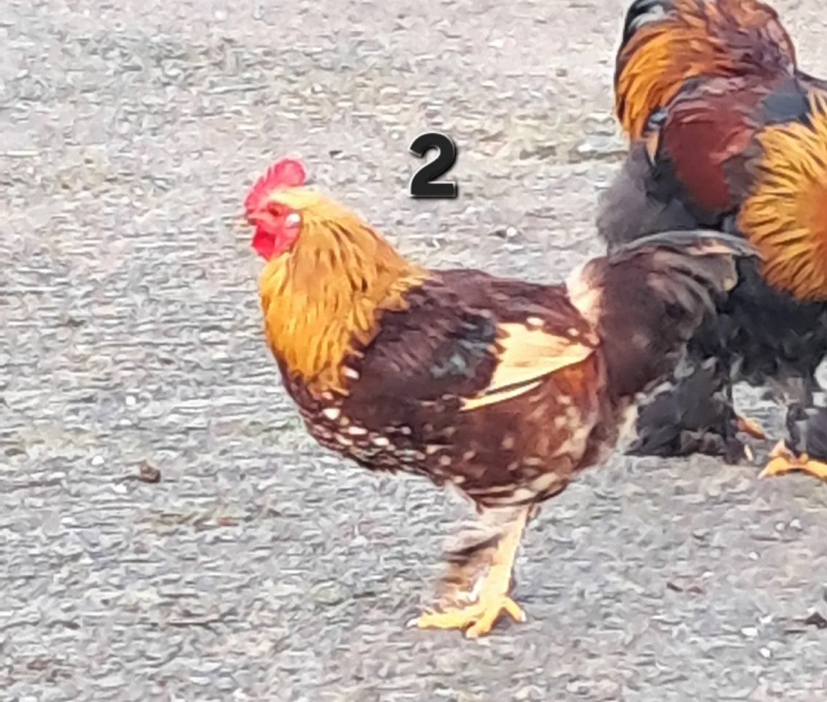 Bantam cross Roosters - Image 4