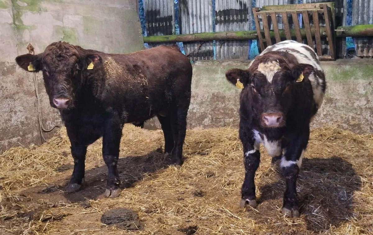 Pedigree  Beef Shorthorn Bulls - Image 2
