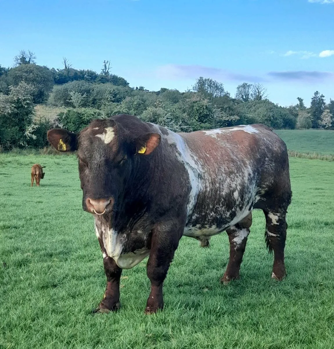 Pedigree  Beef Shorthorn Bulls - Image 3