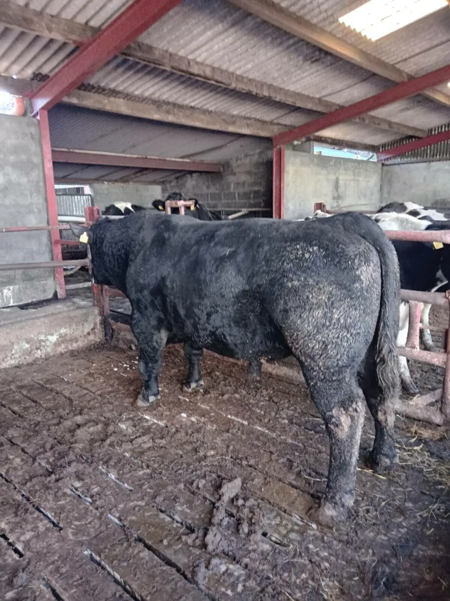 Angus Bull Breeder/Finishing - Image 1