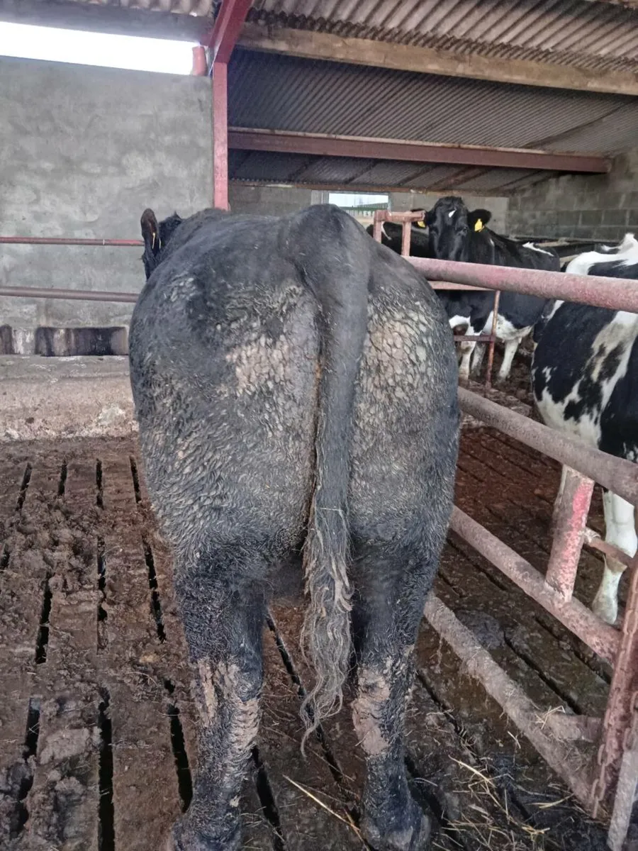 Angus Bull Breeder/Finishing - Image 2