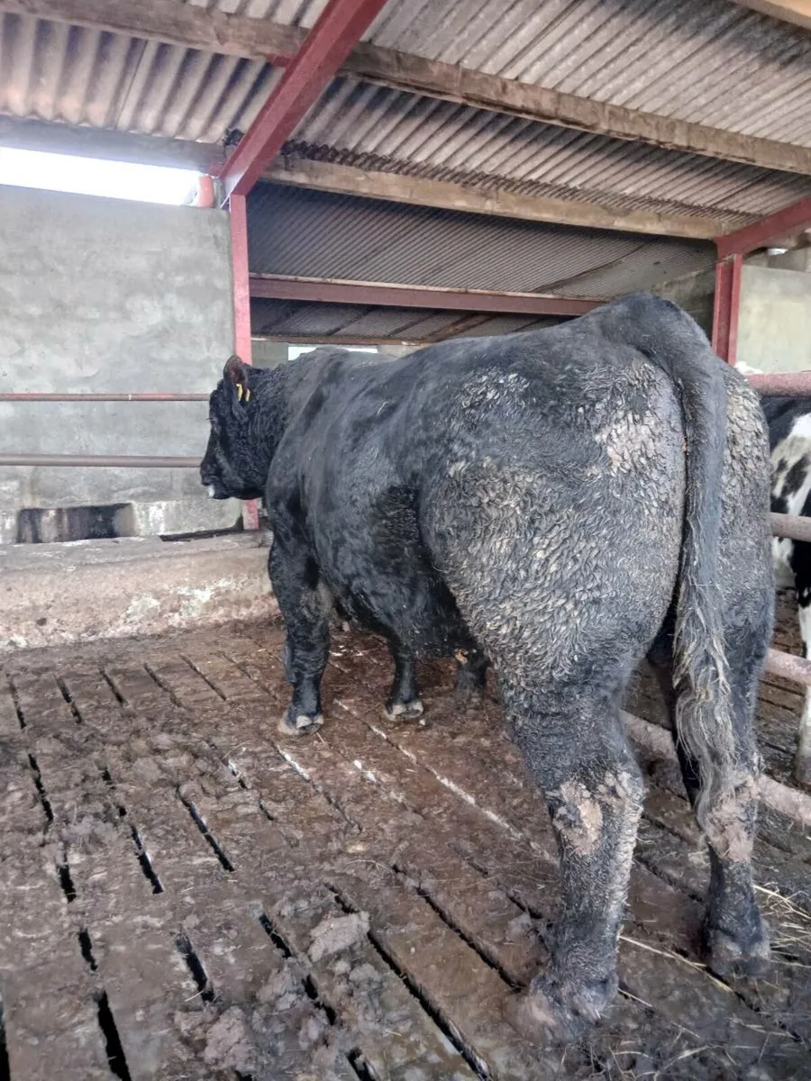 Angus Bull Breeder/Finishing - Image 3