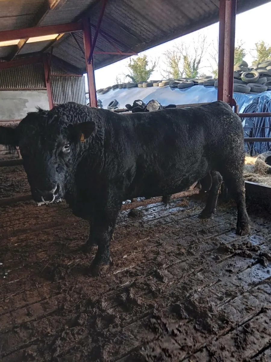 Angus Bull Breeder/Finishing - Image 4