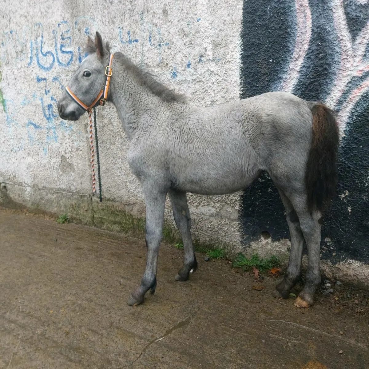 Half frisean filly - Image 1