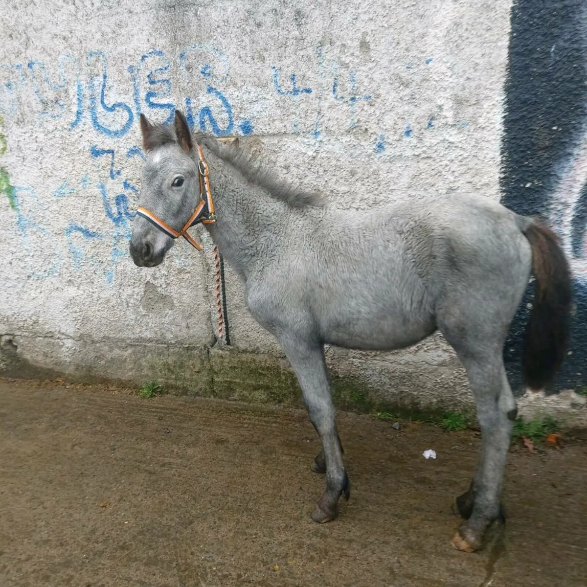 Half frisean filly - Image 2