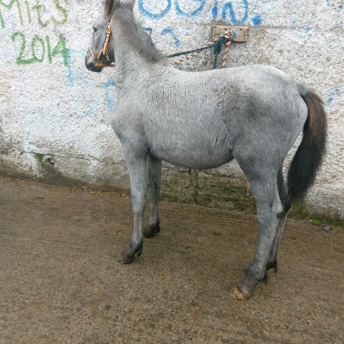 Half frisean filly - Image 3