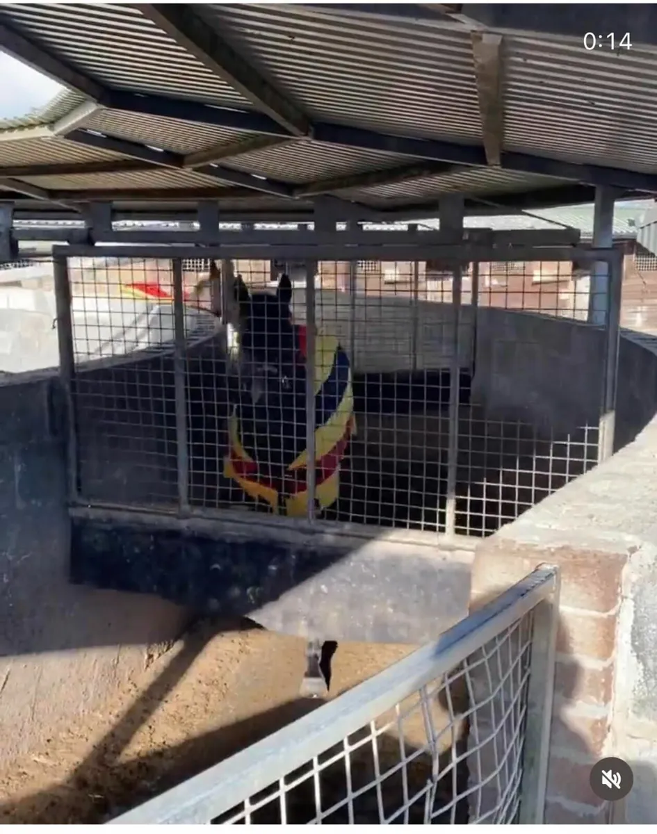 Livery yard opening in North county Dublin/Meath - Image 4