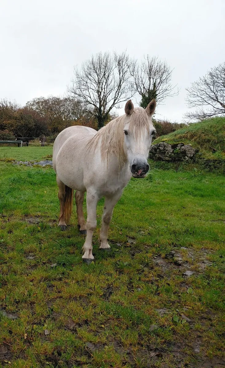 Class 1 Connemara Mare and Colt foal - Image 1