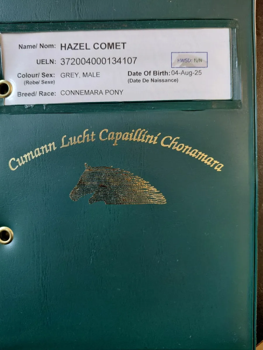 Class 1 Connemara Mare and Colt foal - Image 2