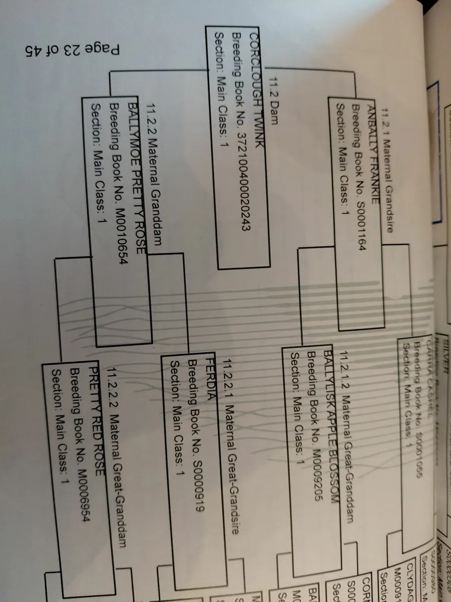 Class 1 Connemara Mare and Colt foal - Image 3