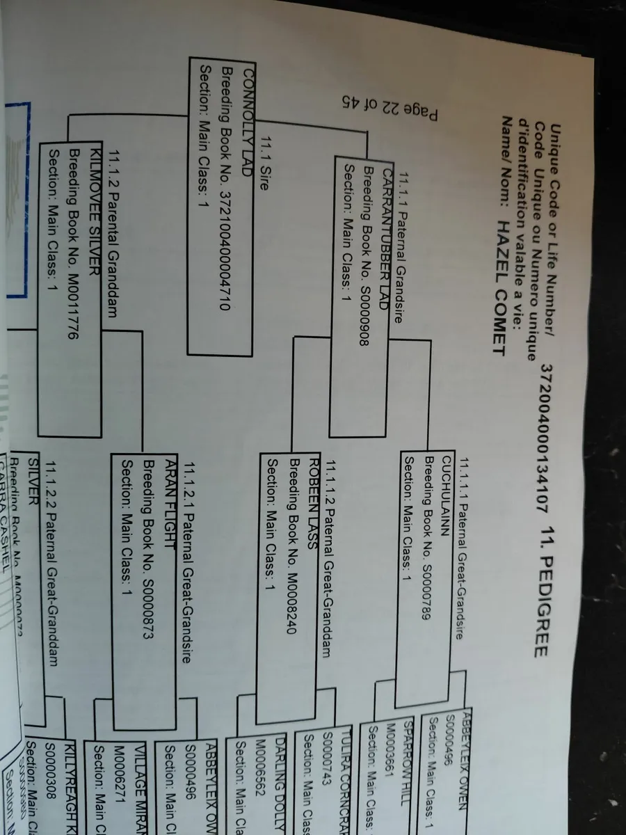 Class 1 Connemara Mare and Colt foal - Image 4