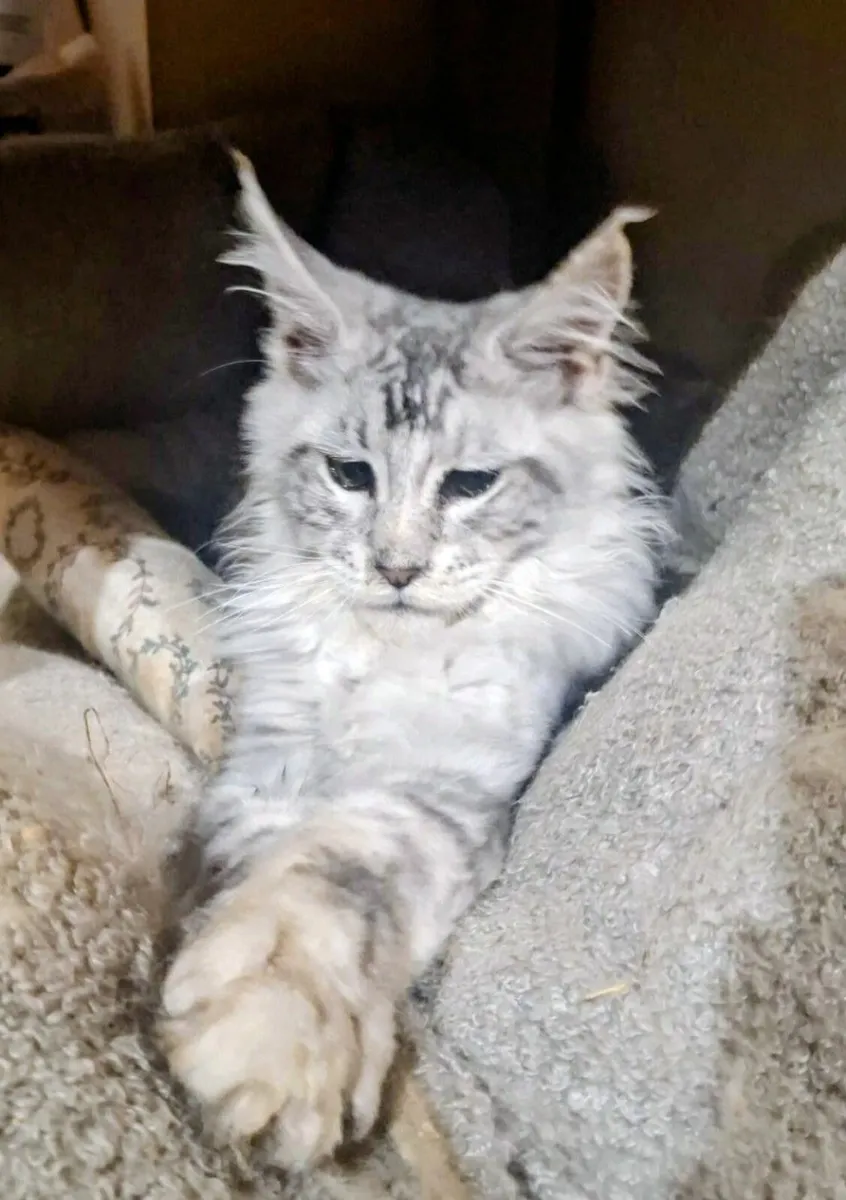 Maine Coon kitten - Image 1