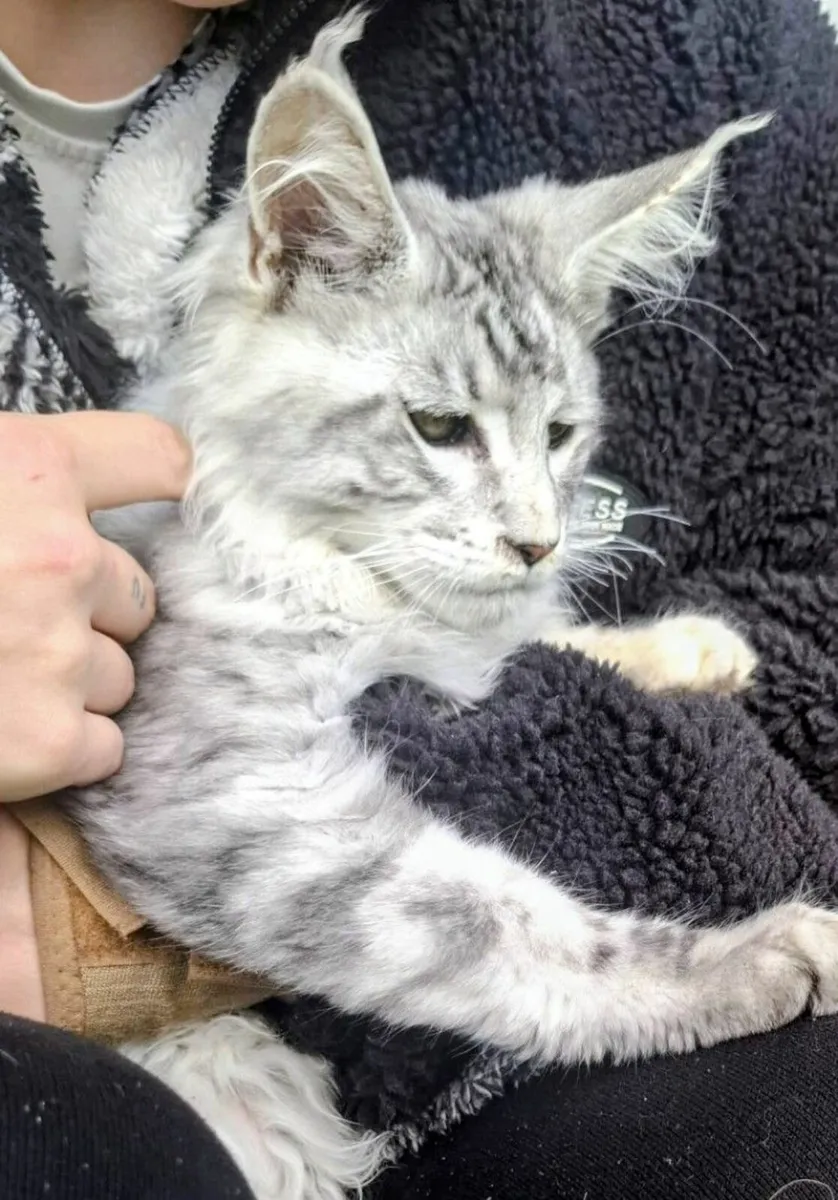 Maine Coon kitten - Image 2