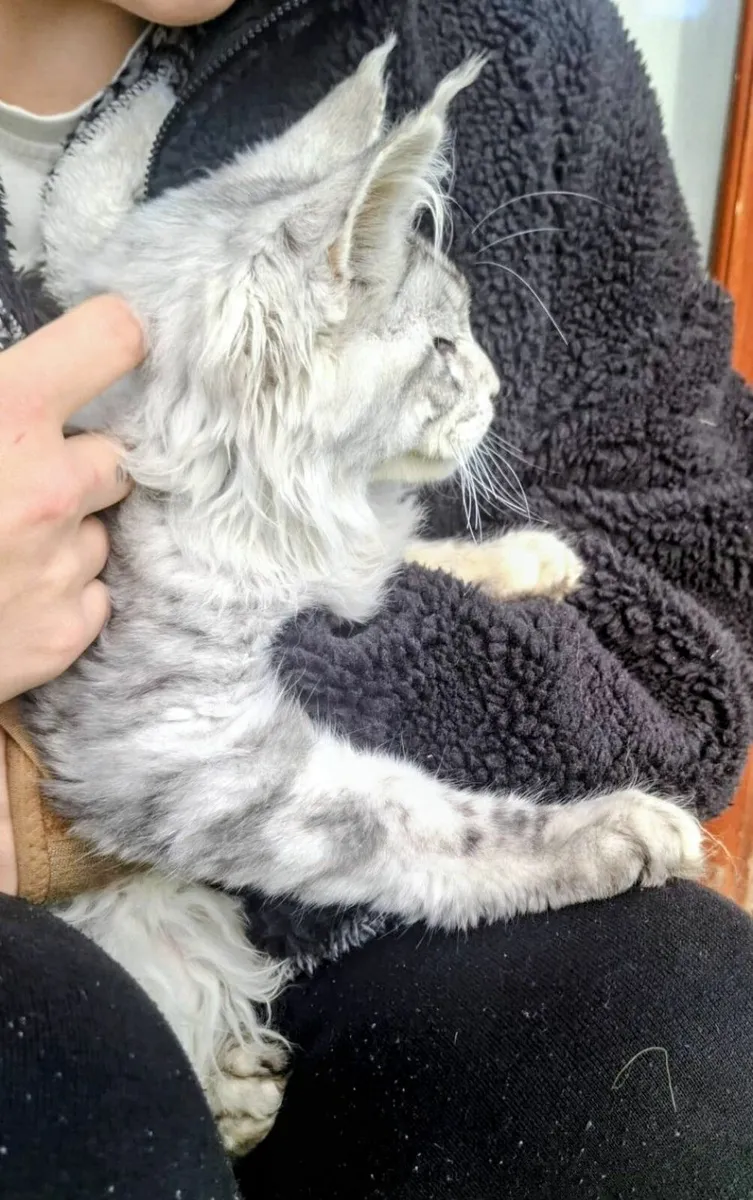 Maine Coon kitten - Image 3