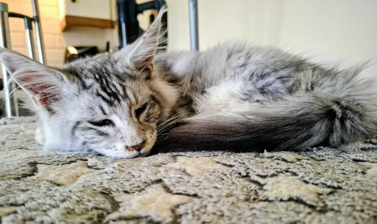 Maine Coon kitten - Image 4