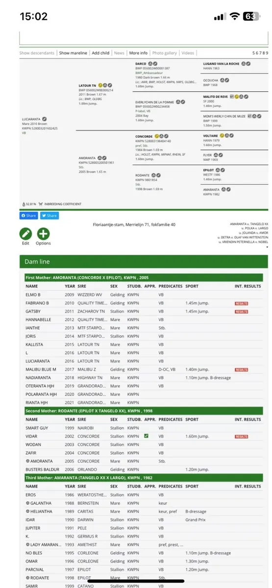 Grand Cru and Legaland Team Spirit foals - Image 4