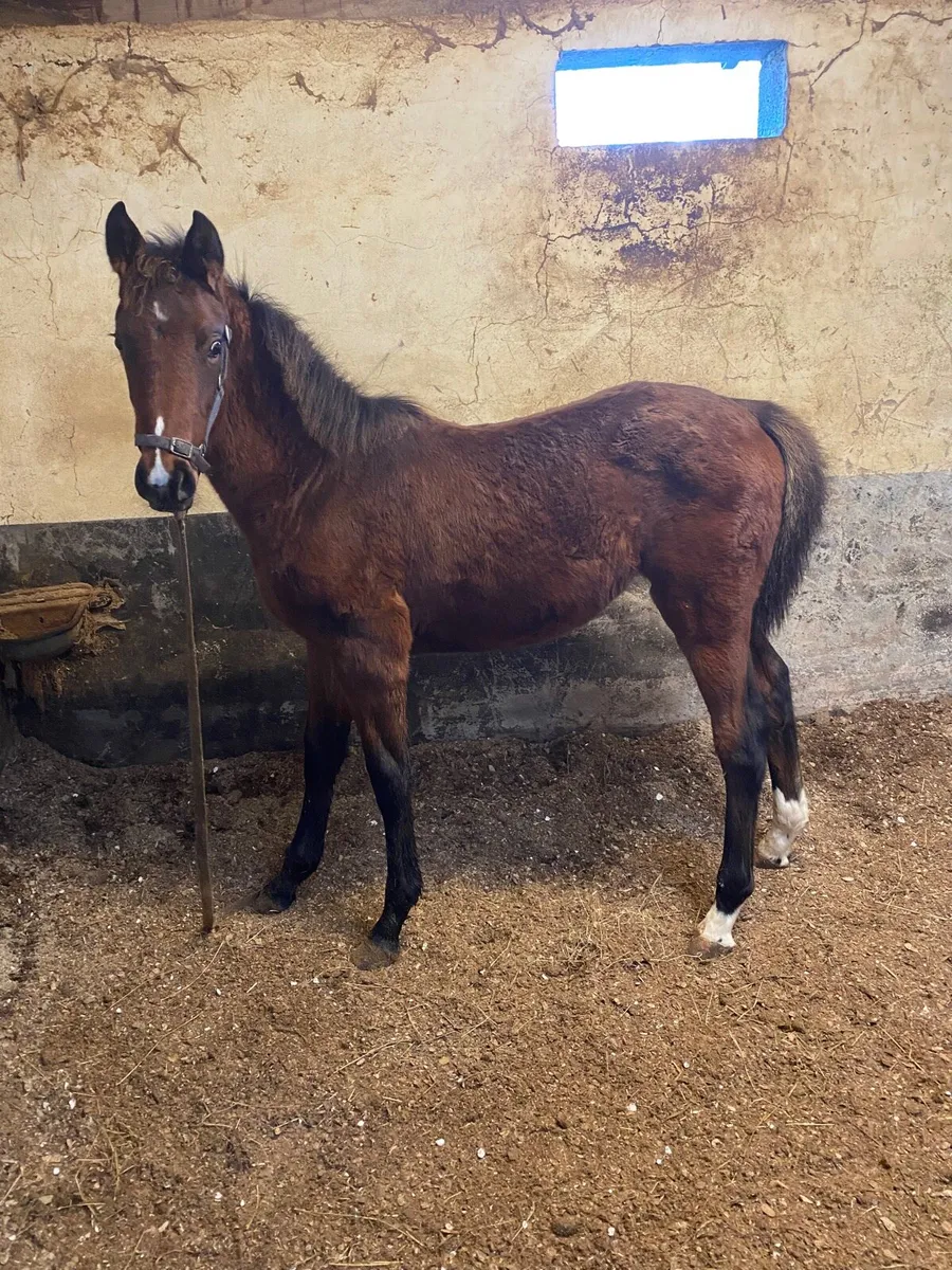 Grand Cru and Legaland Team Spirit foals - Image 1