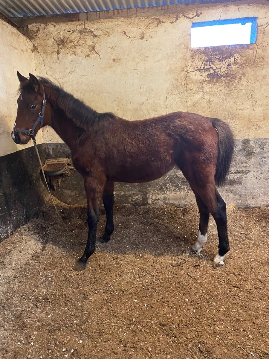 Grand Cru and Legaland Team Spirit foals - Image 2