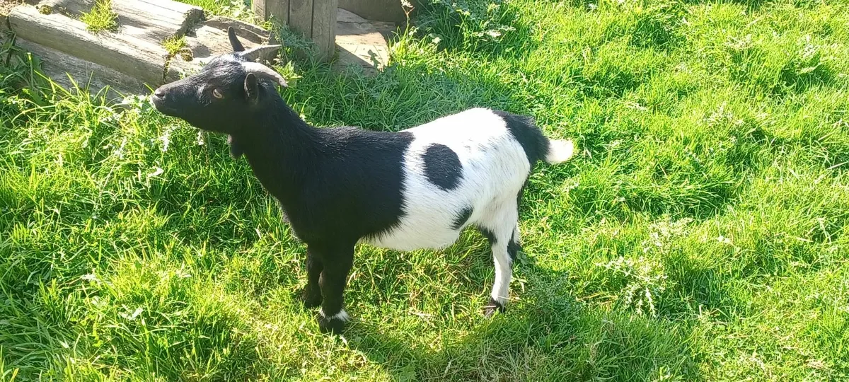 Pygmy Goat "Buddy" - Image 2
