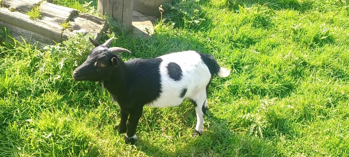 Pygmy Goat "Buddy" - Image 3