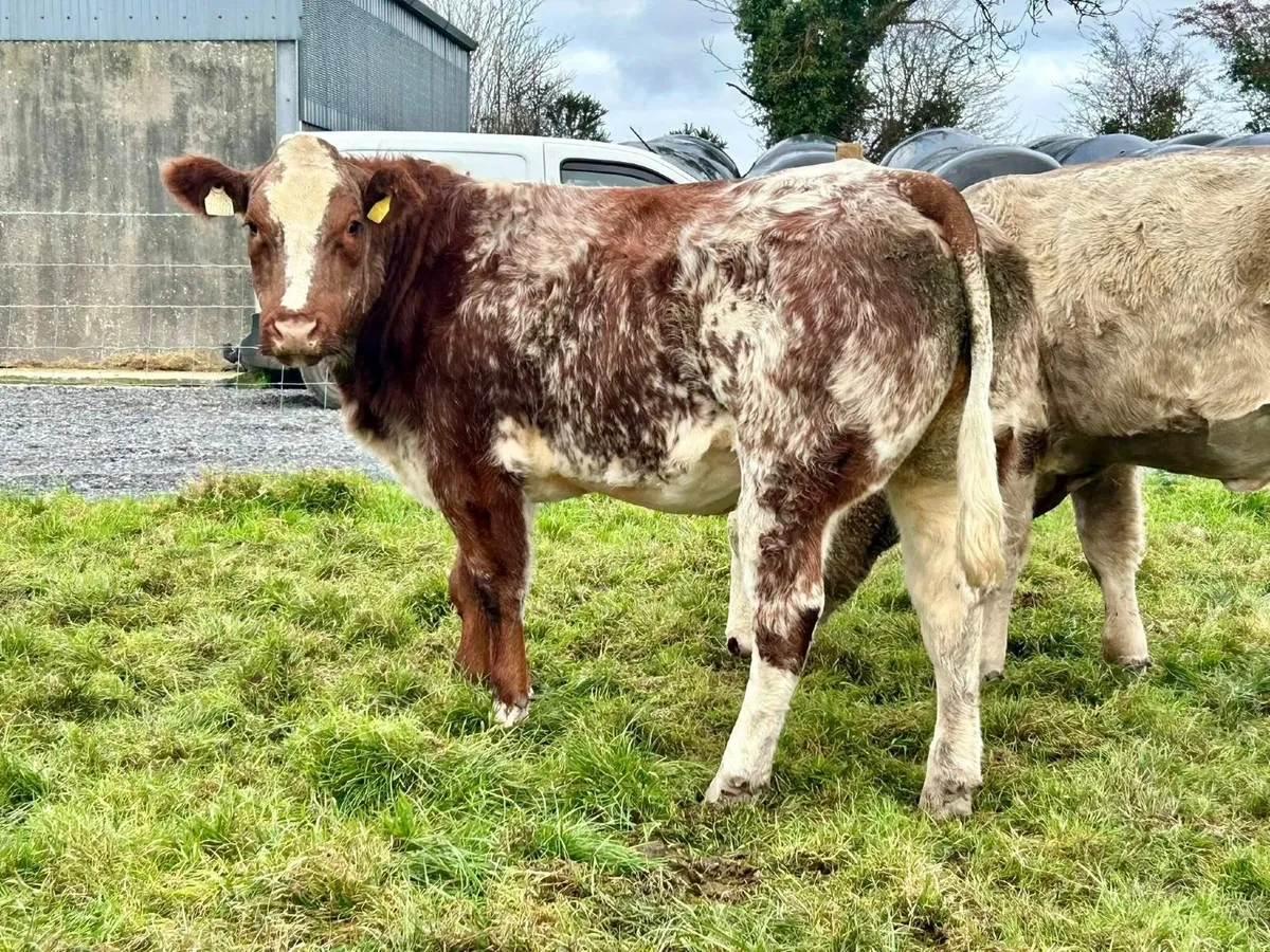 Cow Makers for Breeding Heifer Sale in Balla - Image 2