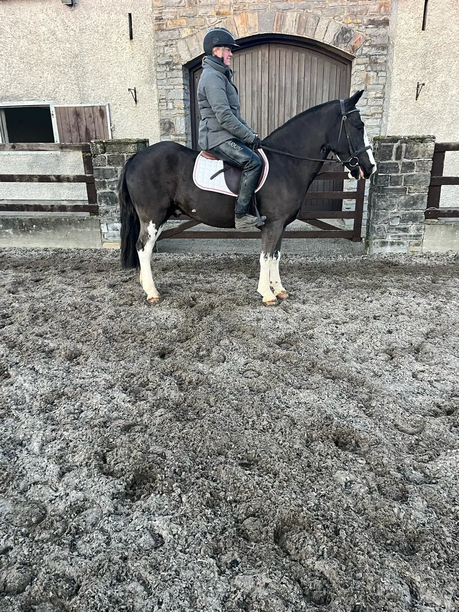 Hunting pony. - Image 1