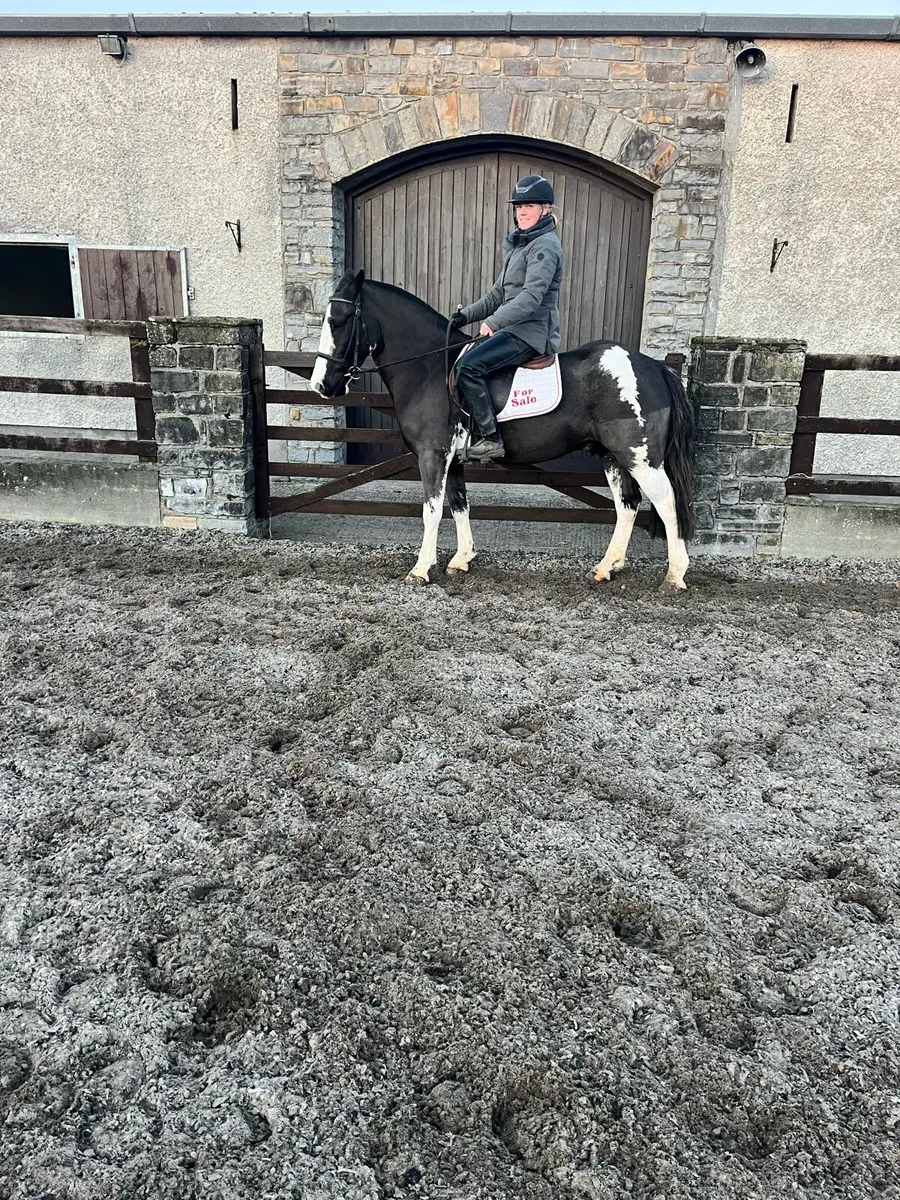 Hunting pony. - Image 2