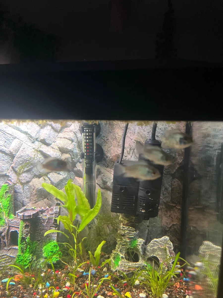 electric blue acaras - Image 1