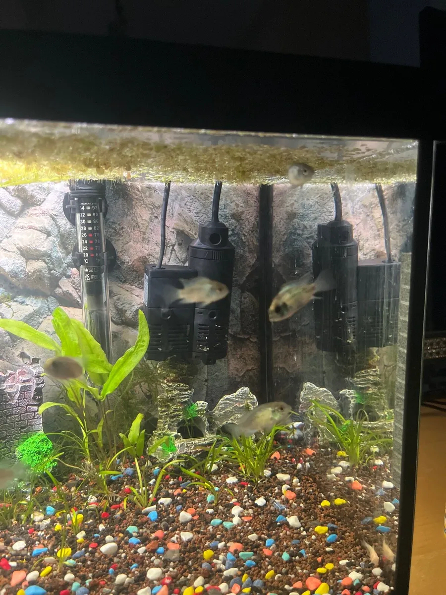 electric blue acaras - Image 2