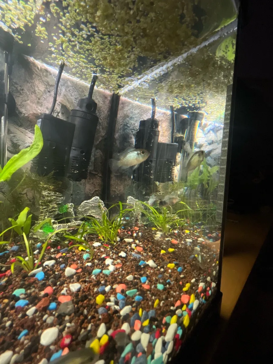 electric blue acaras - Image 3