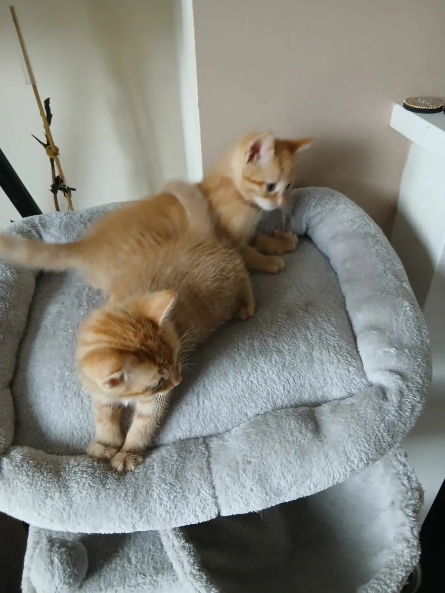 Kittens - Image 3